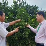 Cán bộ Phòng giao dịch NHCSXH Đà Bắc kiểm tra mô hình trồng cam của hộ anh Hoàng Văn Hùng ở tiểu khu Thạch Lý, xã Đà Bắc