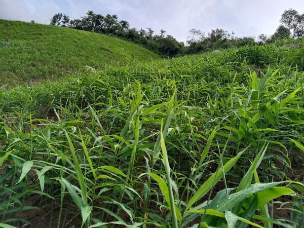 Nương gừng do những nông dân ở Mường Típ phát triển nhờ nguồn vốn chính sách ưu đãi của NHCSXH