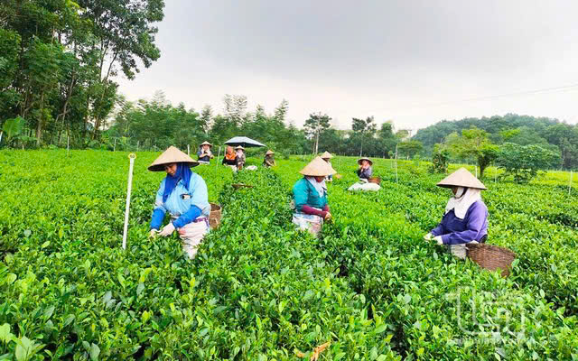 Nhờ vốn chính sách, nhiều hộ gia đình ở vùng đất Diễn Châu chủ động phát triển sản xuất kinh doanh, cải thiện cuộc sống.