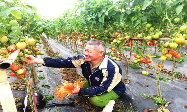 Nhờ vốn chính sách, nhiều hộ gia đình ở vùng đất Diễn Châu chủ động phát triển sản xuất kinh doanh, cải thiện cuộc sống.