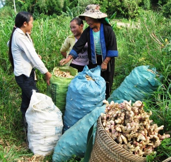 Bà con người Mông nhờ có nguồn vốn chính sách ưu đãi đã trồng và thu nhập gừng bán cho thương lái
