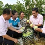 Chị Nguyễn Thị Lương ở xóm Bình Thái, xã Nghĩa Đàn khoe vườn ổi "tiền tỷ" với các cán bộ chi nhánh NHCSXH tỉnh Nghệ An