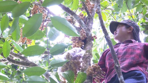 Nhờ nguồn vốn chính sách ưu đãi, gia đình bà Huỳnh Thị Phượng mạnh dạn đầu tư vườn cây ăn quả, nay đã cho thu nhập cao.