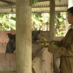 Trại nuôi gần 200 con heo rừng lai của gia đình ông Trung được xây nên nhờ nguồn vốn chính sách ưu đãi của NHCSXH