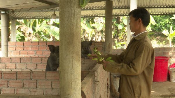 Trại nuôi gần 200 con heo rừng lai của gia đình ông Trung được xây nên nhờ nguồn vốn chính sách ưu đãi của NHCSXH