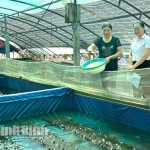 Chị Vũ Thị Nhu ở xóm 6 phát triển mô hình nuôi ếch, cá lóc bông, cho thu nhập 200 triệu đồng/năm