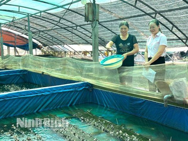 Chị Vũ Thị Nhu ở xóm 6 phát triển mô hình nuôi ếch, cá lóc bông, cho thu nhập 200 triệu đồng/năm