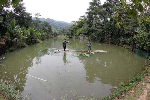 Vay vốn chương trình giải quyết việc làm từ NHCSXH, gia đình chị Vi Thị Hồng ở bản Cò Muông, xã Quế Phong đầu tư cải tạo ao nuôi cá