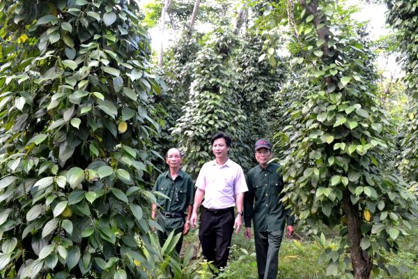 Phòng giao dịch NHCSXH Thăng Bình ủy thác vốn qua Hội Cựu chiến binh xã Thăng Phú để giúp người dân phát triển trồng tiêu