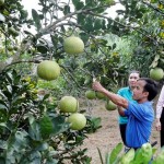 Anh Nguyễn Văn Sáu ở xã Tam Hợp vay vốn trồng cây ăn quả