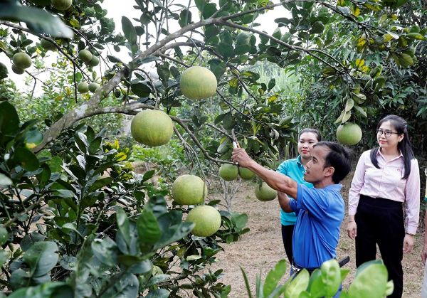 Anh Nguyễn Văn Sáu ở xã Tam Hợp vay vốn trồng cây ăn quả