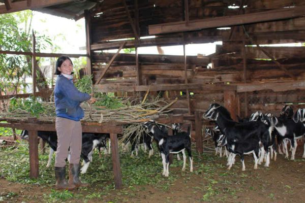 Hộ gia đình tại tỉnh Ninh Bình phát triển kinh tế nhờ nguồn vốn ưu đãi của chi nhánh NHCSXH tỉnh Ninh Bình Hộ gia đình tại tỉnh Ninh Bình phát triển kinh tế nhờ nguồn vốn ưu đãi của chi nhánh NHCSXH tỉnh Ninh Bình