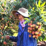 Nhờ nguồn vốn từ NHCSXH, một số khu vực trên địa bàn xã Ea Ning (Đắk Lắk) đáp ứng tốt điều kiện để trồng cây ăn trái, giúp tăng thu nhập hộ gia đình