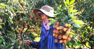 Đắk Lắk phát huy tín dụng chính sách trong giảm nghèo bền vững ở nông thôn