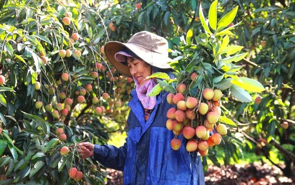 Nhờ nguồn vốn từ NHCSXH, một số khu vực trên địa bàn xã Ea Ning (Đắk Lắk) đáp ứng tốt điều kiện để trồng cây ăn trái, giúp tăng thu nhập hộ gia đình