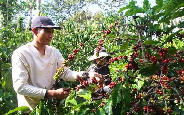 Anh Y Thih Ksơr ở buôn Ea Bhốk, xã Dray Bhăng (Đắk Lắk) thu hoạch cà phê niên vụ 2025 - 2026