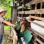 Mô hình nuôi dê của hộ dân tộc Tày đang phát huy hiệu quả kinh tế