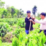 Cán bộ Phòng giao dịch NHCSXH Cư M’gar hướng dẫn anh Trần Văn Bàng ở thôn 2, xã Cư M’gar chăm sóc vườn cà phê