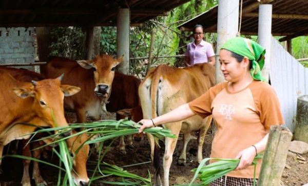 Tín dụng chính sách tiếp tục đóng góp quan trọng vào mục tiêu giảm nghèo, giải quyết việc làm và đảm bảo an sinh trên địa bàn tỉnh Nghệ An Tín dụng chính sách tiếp tục đóng góp quan trọng vào mục tiêu giảm nghèo, giải quyết việc làm và đảm bảo an sinh trên địa bàn tỉnh Nghệ An
