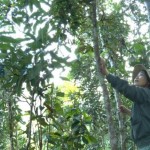 Người dân xã Nam Trà My chăm sóc vườn quế được đầu tư phát triển từ nguồn vốn tín dụng chính sách