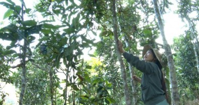 Tín dụng chính sách giúp đồng bào Nam Trà My thoát nghèo bền vững