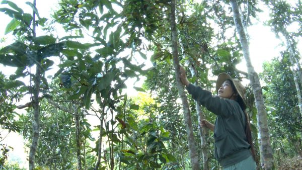 Người dân xã Nam Trà My chăm sóc vườn quế được đầu tư phát triển từ nguồn vốn tín dụng chính sách