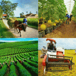 Nguồn vốn chính sách góp phần phát triển sinh kế, sản xuất tại khu vực nông thôn