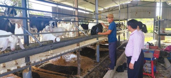 Mô hình vay vốn đầu tư chăn nuôi của anh Võ Chí Cường (trái) ở thôn Gò Sạn, xã Thuận Bắc