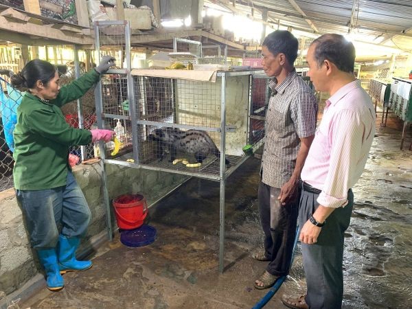 Nguồn vốn chính sách giúp người dân Sơn Hà có điều kiện phát triển kinh tế