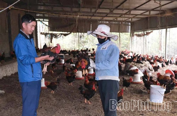 Mô hình chăn nuôi gà của gia đình chị Trần Thị Hiệp ở khu 9 mỗi năm cho thu lãi khoảng 400 triệu đồng