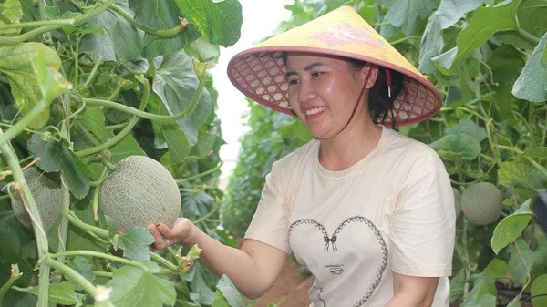 Với thu nhập hơn 100 triệu đồng/năm sau khi trừ chi phí là thu nhập xứng đáng sau nhiều năm chị Nga vượt khó vươn lên Với thu nhập hơn 100 triệu đồng/năm sau khi trừ chi phí là thu nhập xứng đáng sau nhiều năm chị Nga vượt khó vươn lên