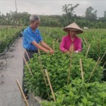 Ngay từ đầu năm 2026, nhiều hộ dân trên địa bàn xã Hòa Vang đã được giải ngân vốn vay để phục vụ sản xuất, kinh doanh