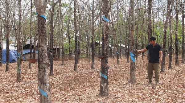 dong nai 2 dong nai 2