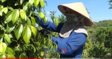 Người dân vùng biên phấn khởi đón Tết nhờ vốn tín dụng chính sách ưu đãi (TTXVN - 10.2.2026)