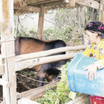 Nhờ nguồn vốn chính sách, người dân vùng cao Tuyên Quang phát triển chăn nuôi gia súc