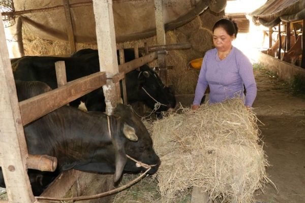 Gia đình chị Thạch Thị Oanh được vay vốn để phát triển mô hình nuôi bò sinh sản