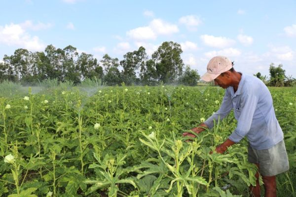 Từ nguồn vốn vay 35 triệu đồng, vợ chồng chị Thạch Thị Chane Tha ở ấp Tân Ngại, xã Song Lộc đã đầu tư hệ thống tưới phun tiết kiệm nước để nâng cao hiệu quả sản xuất