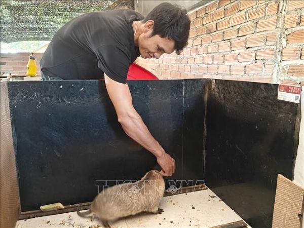 Anh Nguyễn Trung Thành ở Thôn 9, xã Long Hà, nuôi con dúi từ nguồn vốn chính sách Anh Nguyễn Trung Thành ở Thôn 9, xã Long Hà, nuôi con dúi từ nguồn vốn chính sách