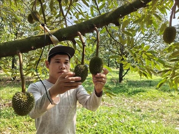 Anh Nguyễn Thành Nam ở thôn 7, xã Long Hà trồng sầu riêng nhờ nguồn vốn chính sách Anh Nguyễn Thành Nam ở thôn 7, xã Long Hà trồng sầu riêng nhờ nguồn vốn chính sách