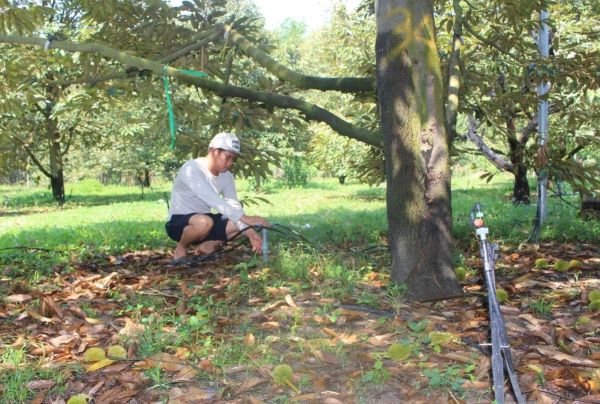 Sau nhiều nỗ lực, trái ngọt đã đến với gia đình anh Nam khi vườn sầu riêng bước vào thời kỳ thu hoạch, đem lại thu nhập trăm triệu đồng Sau nhiều nỗ lực, trái ngọt đã đến với gia đình anh Nam khi vườn sầu riêng bước vào thời kỳ thu hoạch, đem lại thu nhập trăm triệu đồng