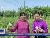 Tín dụng chính sách giúp phụ nữ dân tộc Khmer Vĩnh Long phát triển kinh tế (VNmedia - 28.3.2026)