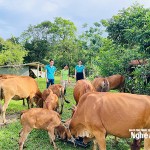 Gia đình chị Vi Thị Quế ở xóm Pục Nháo, xã Mường Chọng vay vốn hộ nghèo năm 2024 mua bò sinh sản. Hiện tại mô hình chăn nuôi phát triển lên 17 con bò