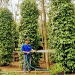 Vốn ưu đãi đã giúp người dân Hoài Nhơn vươn lên thoát nghèo, ổn định cuộc sống