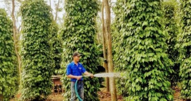 Vốn tín dụng chính sách phát huy hiệu quả trên mảnh đất Hoài Nhơn