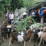 Cán bộ Phòng giao dịch NHCSXH Quỳnh Lưu thường xuyên bám sát cơ sở, giúp dân phát triển sản xuất, cải thiện cuộc sống