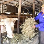 Mô hình chăn nuôi bò gia trại của nông dân Thạch Vi La