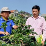 Nguồn vốn ưu đãi góp phần phát triển nghề trồng mai theo hướng bền vững