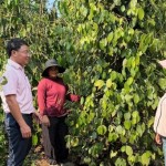 Nghị quyết 71 mở rộng diện vay vốn, góp phần phát triển sản xuất, kinh doanh