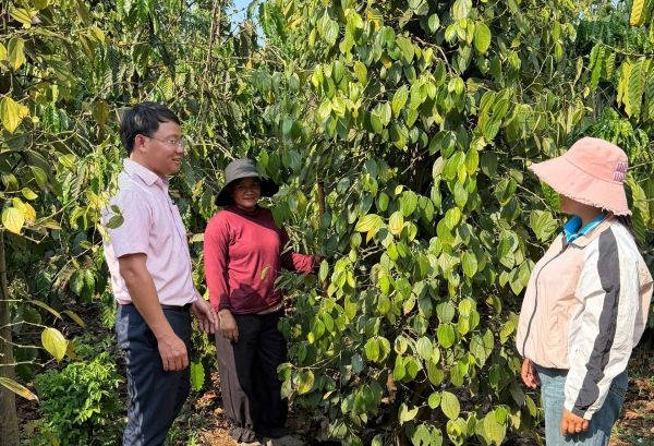 Nghị quyết 71 mở rộng diện vay vốn, góp phần phát triển sản xuất, kinh doanh