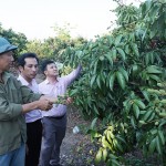 Cán bộ NHCSXH thường xuyên đến thăm hỏi, động viên anh Phạm Văn Thanh tích cực phát triển kinh tế gia đình hiệu quả